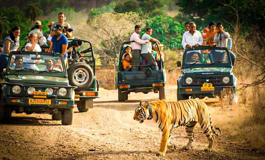 ranthambore safari
